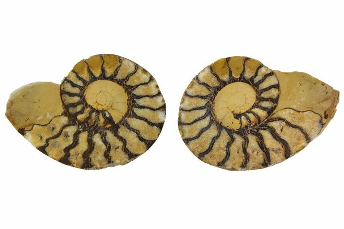 Sliced, Iron Replaced Fossil Ammonite - Morocco #138034
